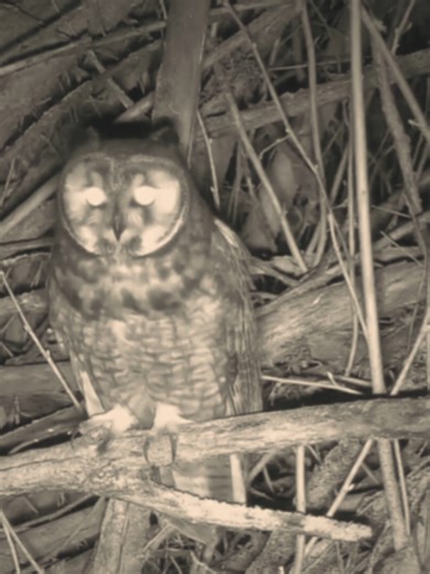 A helpful guide for identifying the five UK owls. 🦉 #owls #ornithology #birding #animalidentification #wildlife