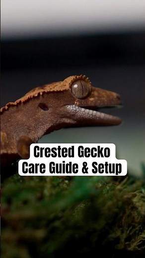 How to setup Crested Geckos & care for them. #wildlife #reptiles #lizard #crestedgecko #shorts