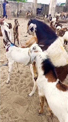 Funny Goats Jumping and Playing 😂🐐 | Crazy Farm Moments #short