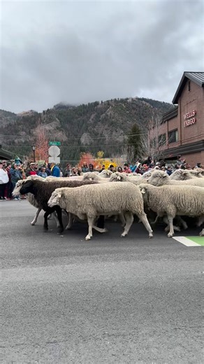 The Trailing of the Sheep Parade in Ketchum is a sight to see! If you missed this year, come on up next year and join in on the fun! #trailingofthesheepfestival #discovereoodrivervalley #valleychamber #sheepparade #sheepfestival #sheepsheep #sheepstagram #sunvalley #ketchum #hailey #bellevue #idahome #woodrivervalley #sheepfarming | Discover Wood River Valley