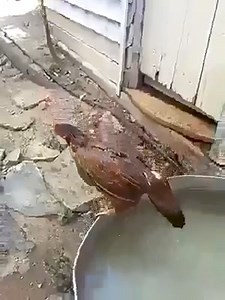 LoL 😅😅😂😂😂 | Animal World