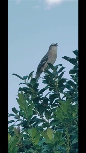 Northern Mockingbird #nature #outdoors #songbirds #birds #wildlife