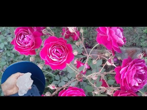 Rita Singh Old Is Gold Geet iरामरामs live