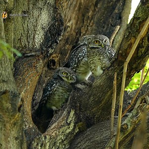 224K views · 10K reactions | Wow! So Cute Spotted owlet | Review Bird Nest | Facebook
