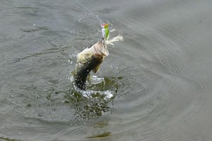 6 Tips for Catching More Pond Bass