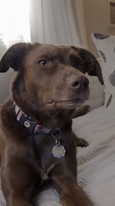 Our PFD (Pet Friendly Deals) Sale is underway and pet food, pet supplies, Icebugs, Fishewear, and more are flying off the shelves! Shop the sale online or in-store until 10/6. | Alaska Mill and Feed Inc. | Facebook