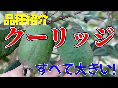 【果樹】すべてが特大！クーリッジ。自家受粉もできる。フェイジョア品種紹介。【feijoa】