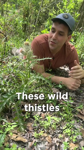 Foraging Thistle: Tips for Harvesting and Cooking