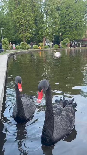📍 Lacul Chios, Cluj-Napoca 🦆❤️ | Cluj