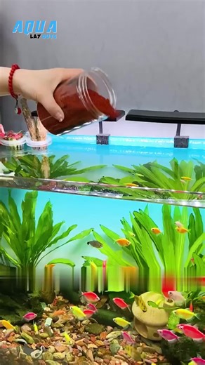 How to Properly Feed Your Aquarium Fish