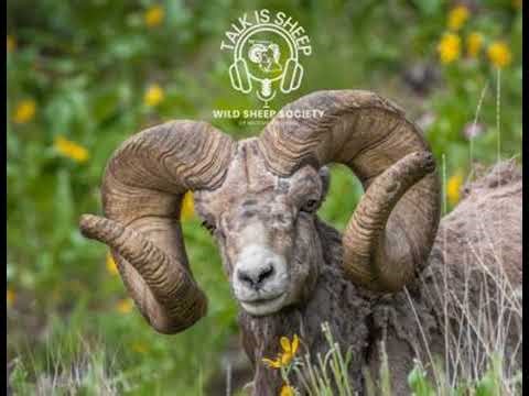 EP 13: Sheep Week, The Experience, with Gray Thornton & Keith Balfourd