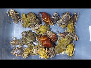 How to much! The frog I found, amazing explorering catching toads,frogs,snail