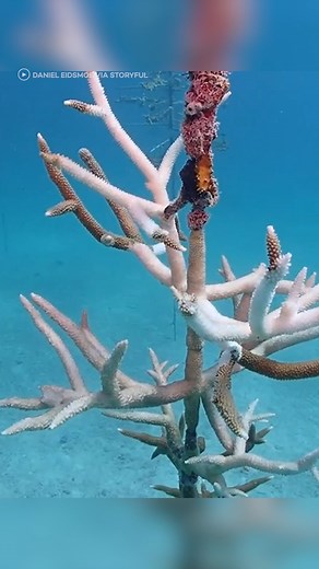 59K views · 47 reactions | Florida’s once-vibrant coral reefs are losing their color because of record-high ocean temperatures, but scientists and volunteers were working around the clock to save them. #reels #coral #reef #coralreef #ocean #florida #globalwarming | In The Know Innovation | Facebook