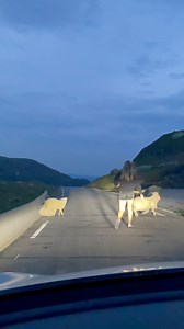 Driving through Norway often means sharing the road with wildlife. Moose, cows, deer and sheep can appear suddenly. Slow down, stay alert, and respect the animals. In Norway, nature always has the right of way. 🚗🇳🇴 | Spectacular Norway