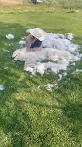 Do Great Pyrenees shed a lot? No they do not. #greatpyrenees | Jason Jailbird Rossman Jr.