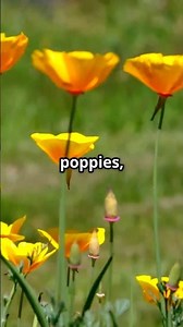 California's New Driver's License Design