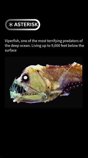 Meet the Viperfish: Nightmare of the Ocean 🌊