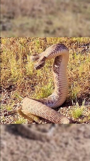 🐍 ¡Así Ataca Una Serpiente De Cascabel! 😱
