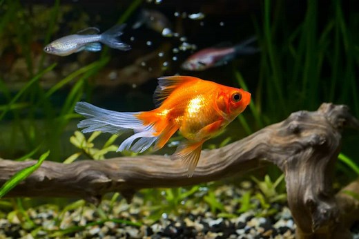 Goldfish Opening and Closing Their Mouth: Reasons & Solutions – Pet Fish Online