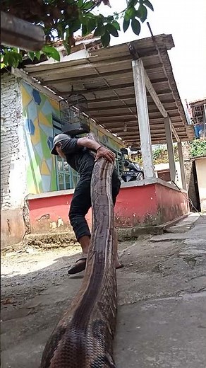 ULAR PYTHON RAKSASA