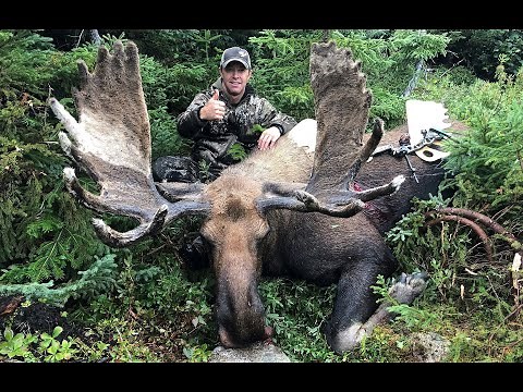 Archery Record Newfoundland moose hunt.
