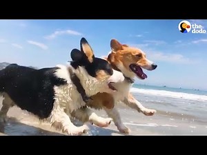 CORGI PARTY: Over 1,000 Corgi Dogs Have An Epic Beach Party | The Dodo