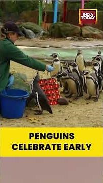 Penguins Enjoy Early Festive Treats at ZSL London Zoo — Holiday Cheer Arrives