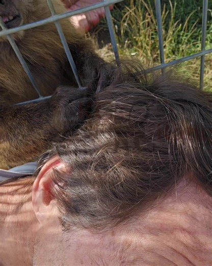 15K views · 390 reactions | My daily groom session | KCs Ranch | Facebook