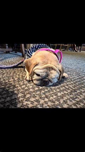 6.5K views · 389 reactions | Blessing  one of my dear little...