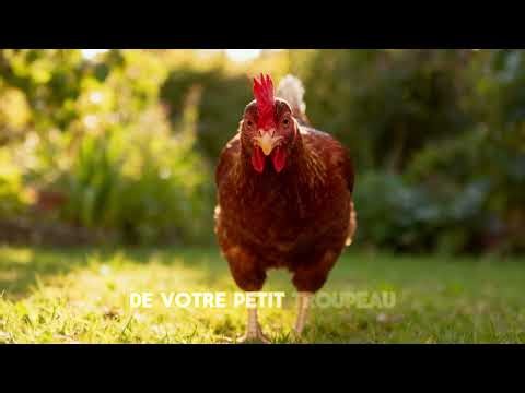 Pourquoi les poules gloussent-elles ? Le secret de leur langage !