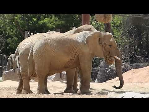 Barcelona Zoo 🇪🇸 🐘 🐒 🐻 🦒 FULL TOUR 🦓 🦍🦏🐫🦚🦜🦦