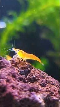 Black Beard Algae Can EASILY Kill Aquarium Plants