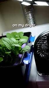 3.8K views · 122 reactions | Time to harvest the pak choi and say goodbye to the bean sprout grower as we scale back on our plastic usage. It will be challenging but fun to find a comparable replacement.  #poolnoodle #diy #hydroponics #gardening | Keep on Growin' | Facebook