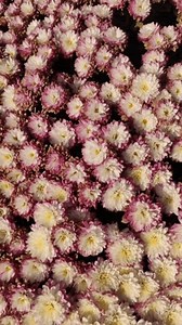 出售的美丽的白色花朵 库存影片视频（100% 免版税）3657343235 | Shutterstock