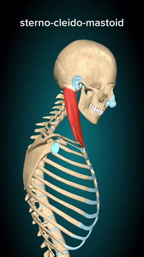 Sternocleidomastoid is the most superficial and largest muscle in the front portion of the neck. It is also known as SCM or Sternomastoid or Sterno muscle. The name has the origin of the Latin words: sternon = chest; cleido = clavicle and the Greek words: mastos = breast and eidos = shape, form. #muscle #anatomy #biology #learn #joints #myonatomy