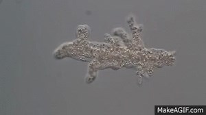 Real time movie of cell locomotion of Amoeba proteus (オオアメーバのアメーバ運動) on Make a GIF