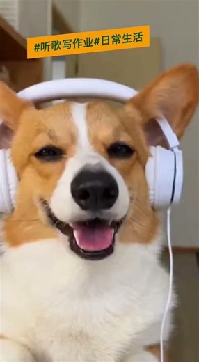 #Holiday life: Listening to music while doing homework, good sense of rhythm#dogvideos #aivideo