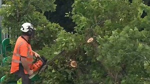 IND vs IRE: दूसरे मैच से पहले पेड़ों पर चली 'कटार', जानिए क्या रही वजह