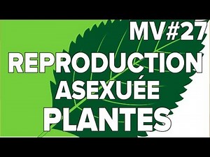 Reproduction Asexuée Plantes à fleurs M# 27-SVT Collège-Mathrix