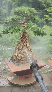 Sweet fruits grow on dwarf trees which look amazing #reel | Vishalkfacts