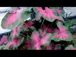 Aneka Tanaman Talas Hias Cantik