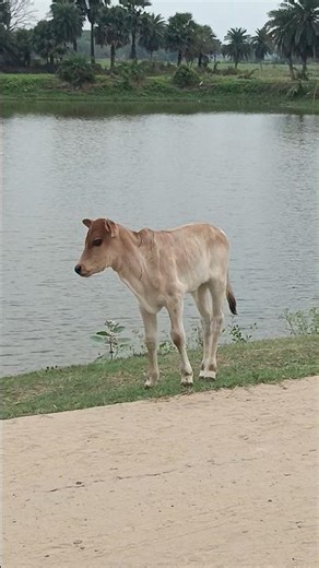 Baby Cow Cute Moments 🐄❤️ #ytshorts #babycow #blogs @DINABANDHUMAA262 ❤️
