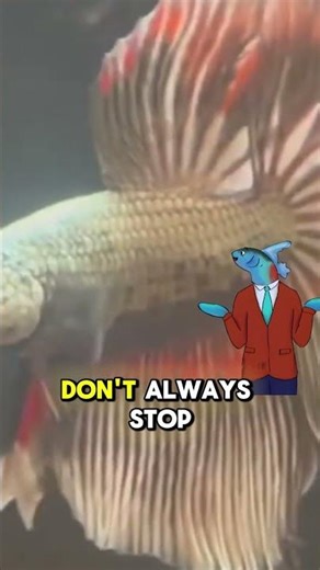 Why Dragon Scale Betta Fish Have More Health Problems