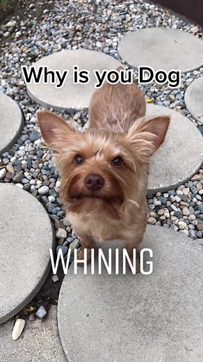 TikTok - Make Your Day