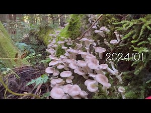 【きのこ採り】二度あることは三度ある！ウスヒラタケ大発生/山葡萄ジャム