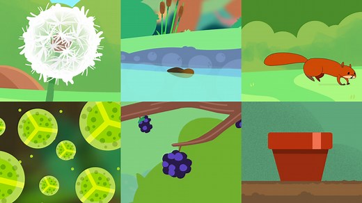 BBC Bitesize - Seeds and Seed Dispersal