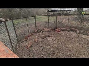 Helping a Local Farmer Eliminate 32 Hogs