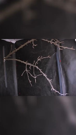 Birds Thrive With This Lighting (Most Don't Know) #BirdHealth #PetCare