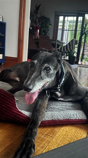 Remember our 14 y.o. Greyhound Chief? He was diagnosed with bone cancer last year in July. They amputated his back leg to remove the cancer and stop it from spreading in his body. The vet gave him six months. He took a little bit to adjust but Chiefey has continued to soldier on. The vets are pleasantly surprised at Chief’s age as most greyhounds’ average lifespan is 11. Chief being 14 and on three legs too has got them all scratching their heads. Although he’s tired nowadays and can barely make