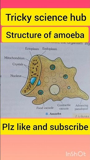 Amoeba, structure of amoeba, diagram of amoeba #science #biology #amoeba #protozoa
